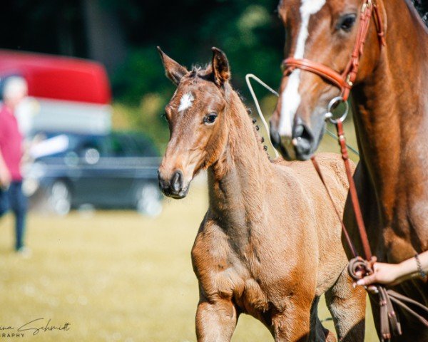 horse Stute von Zenegro / Carpalo (German Sport Horse, 2024, from Zenegro)