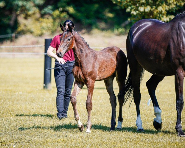 horse Stute von Zenegro / Quiz (German Sport Horse, 2024, from Zenegro)