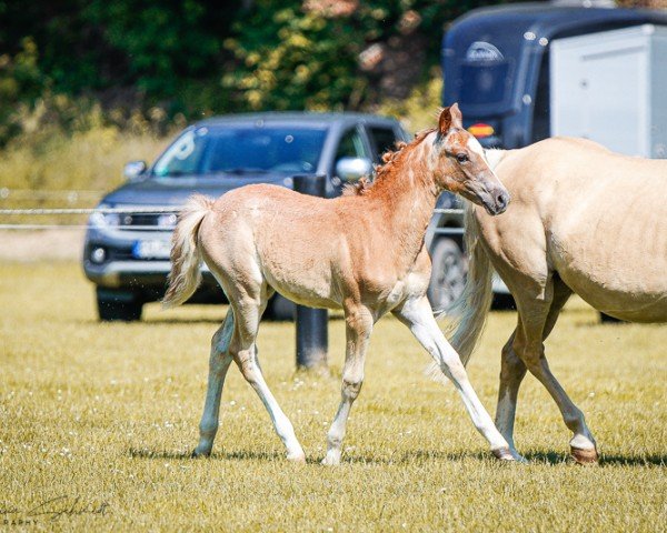 horse Stute von Del Piero / Sir Charles (German Riding Pony, 2024, from Del Piero 25)