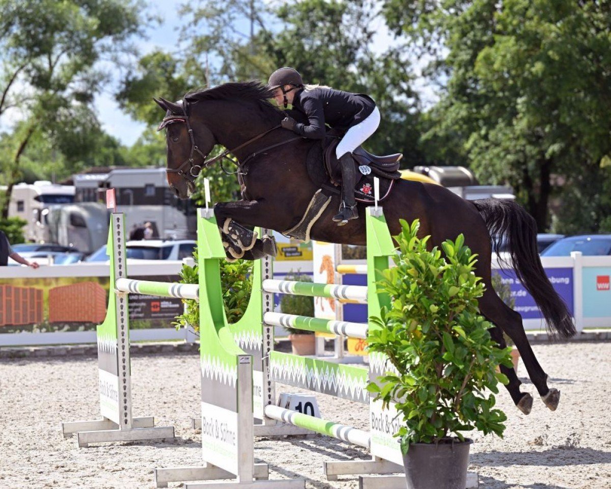 Springpferd Starface E. (Holsteiner, 2016, von Contendro I)