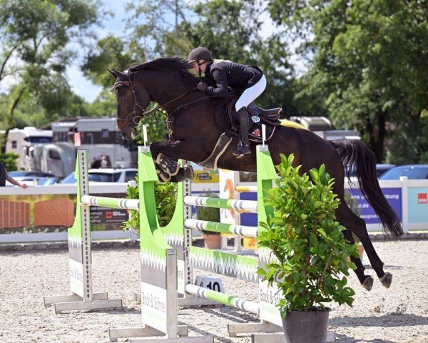 Springpferd Starface E. (Holsteiner, 2016, von Contendro I)