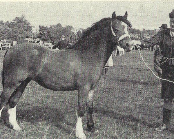 Chovná klisna Criban Glory Be (Welsh Mountain Pony (sekce A), 1963, od Criban Pep)