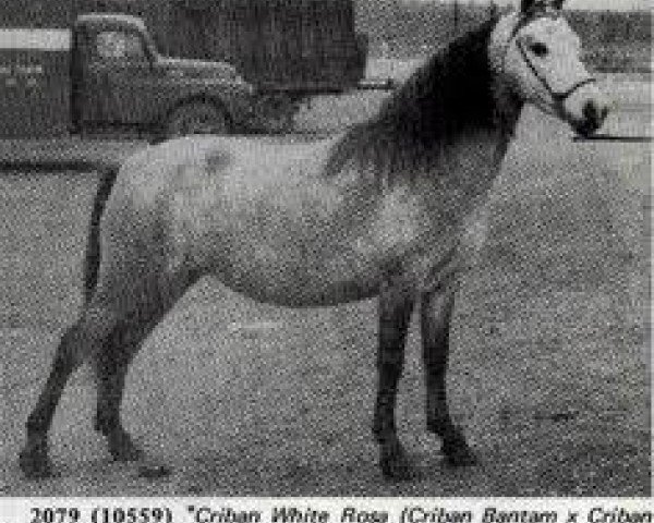 Zuchtstute Criban (R) White Rose (Welsh Mountain Pony (Sek.A), 1954, von Cui Monarch) Zuchtstute Criban (R) White Rose (Welsh Mountain Pony (Sek.A), 1954, von Cui Monarch)