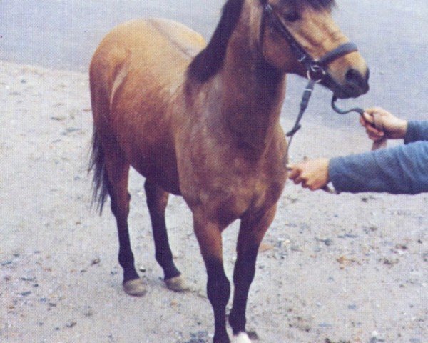 stallion Forsythia's Sadat (Welsh-Pony (Section B), 1972, from Penucha Pert)