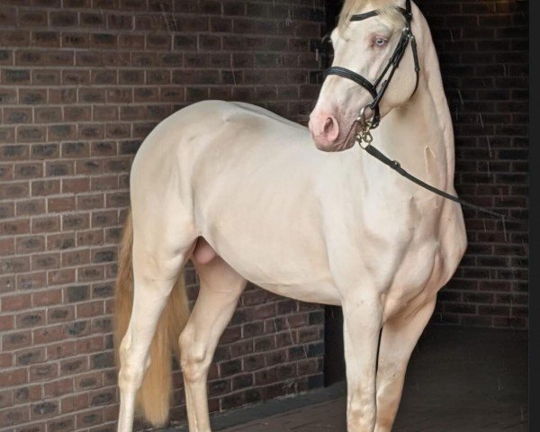 stallion Overflow Fearless (UK Pony, 2021, from Fear an Ti)