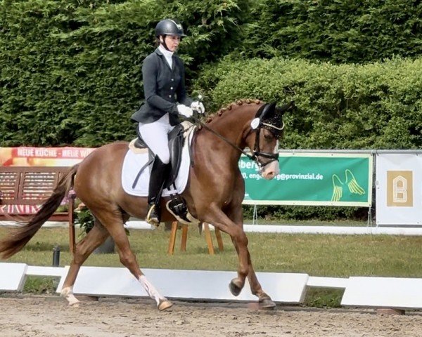Pferd Chocoline (Deutsches Reitpony, 2021, von Top Champion)