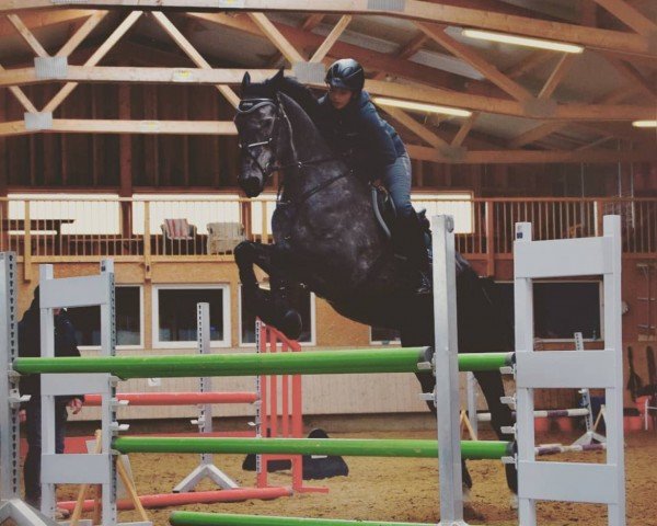 jumper Nimo 6 (Belgian Warmblood, 2013, from Houston) jumper Nimo 6 (Belgian Warmblood, 2013, from Houston)