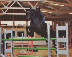 jumper Nimo 6 (Belgian Warmblood, 2013, from Houston)