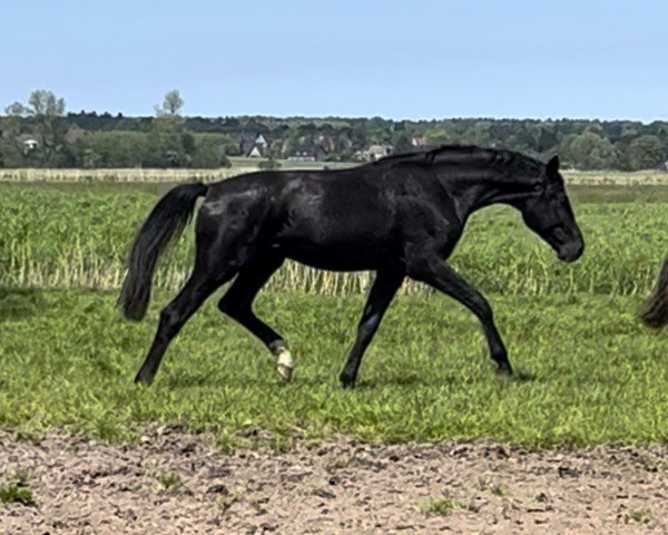 horse Sisqo HJ (Hanoverian, 2022, from Santos)