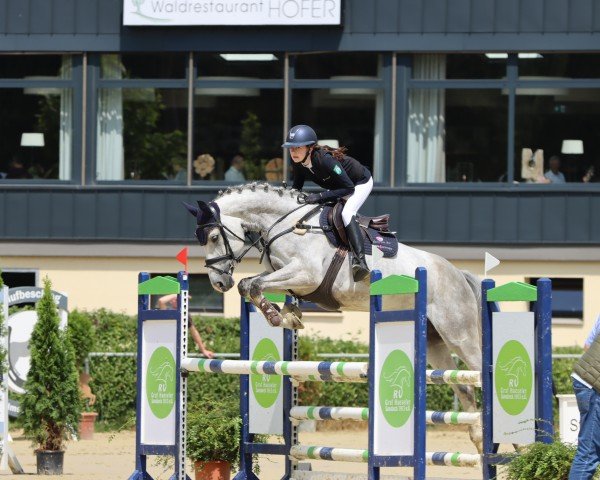 jumper Dream of Dominator (Oldenburg show jumper, 2017, from Dominator 2000 Z) jumper Dream of Dominator (Oldenburg show jumper, 2017, from Dominator 2000 Z)