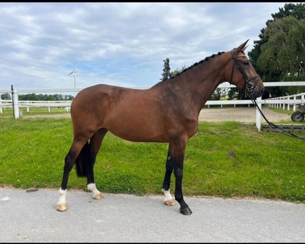 Pferd Diamant's Darling (Westfale, 2020, von Diamant de Casall)