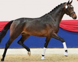 horse Viva Rubin (Oldenburg, 2020, from Vivino)