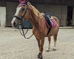 dressage horse Naughty Star (Bavarian, 2004, from Limoncello I)