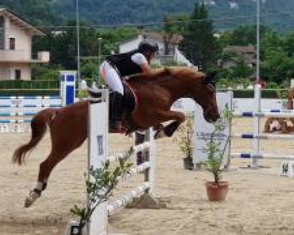 horse Orchid’s Oryan (Dutch Pony,  , from Kantje's Ronaldo)