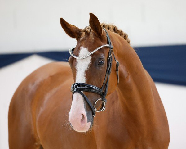 horse Love Babe (Oldenburg, 2021, from Bonds)