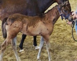 horse CharisTB (German Riding Pony, 2024, from Chickeria H)