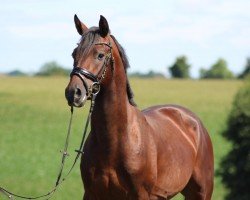 dressage horse Dante FT (German Riding Pony, 2019, from Dance Star AT NRW)
