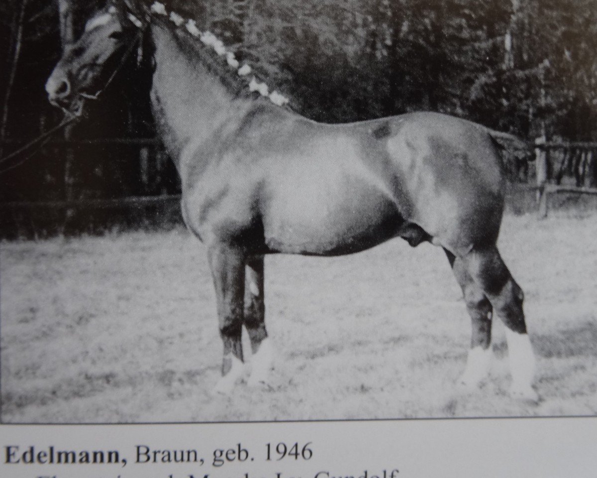 Deckhengst Edelmann Th 670 (Alt-Oldenburger / Ostfriesen, 1946, von Eberstein 1909)
