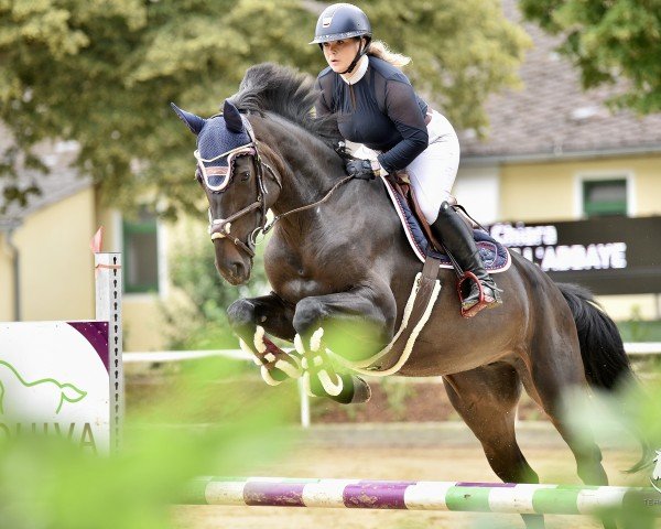 Springpferd Abby de L'Abbaye (Deutsches Sportpferd, 2019, von Adzaro de l'Abbaye)