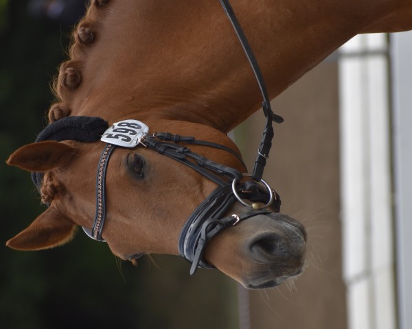dressage horse Pitti Pit (German Riding Pony, 2015, from Playback)