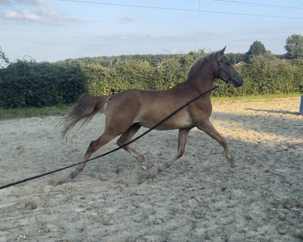 horse Cuddles (German Riding Pony, 2022, from Cassius G)