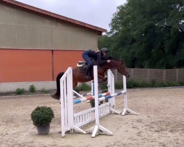 jumper Dina (German Riding Pony, 2019, from Dimension AT NRW)