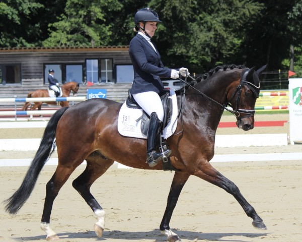 Dressurpferd King Nottingham (KWPN (Niederländisches Warmblut), 2018, von Four Legends)