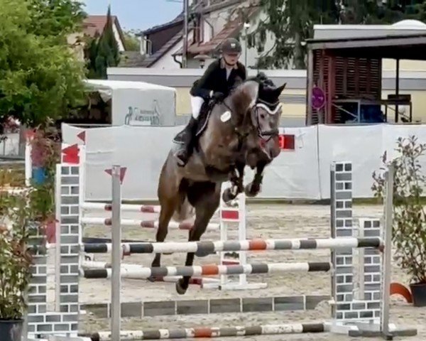 jumper Charwayo D (Holsteiner, 2018, from Charleston)