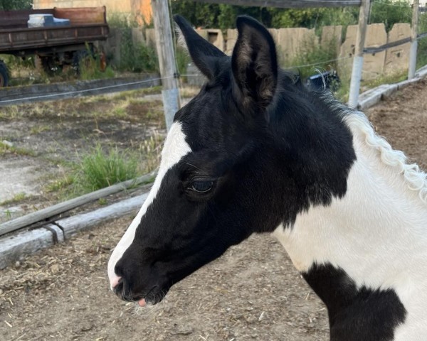 horse Galaktika RZ (Trakehner, 2024, from Göteborg)