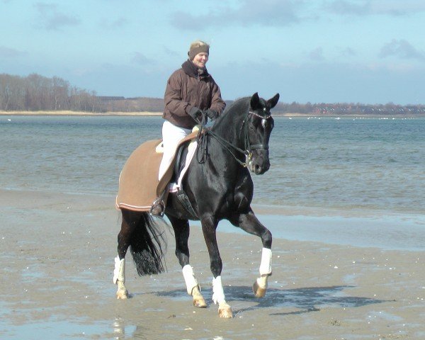 broodmare Rumia-Riella (Hanoverian, 2003, from Rotspon)