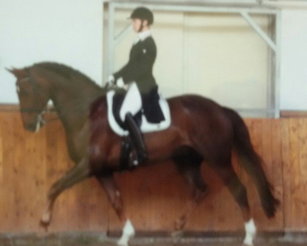 dressage horse Royal Cedrik (Oldenburg, 2010, from Royal Classic I)