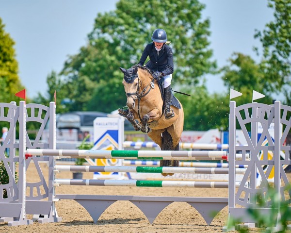 broodmare Sandshine (German Riding Pony, 2016, from Spring Star's Kay)