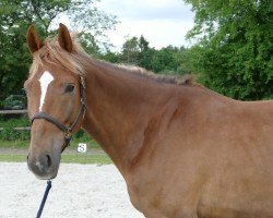 jumper Elfenbaron (Oldenburg, 2018, from Blue Hors Baron)