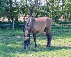 horse Amigo CH (Westphalian, 2022, from Aviador)