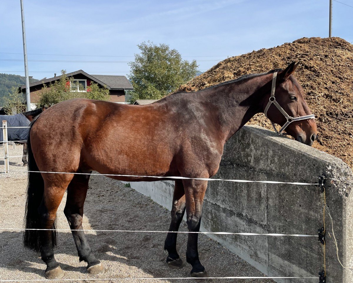 jumper Big Bang II (+) (Belgian Warmblood, 2007)