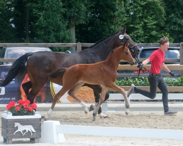 Deckhengst Tamino Dante (Westfale, 2024, von Taurus)