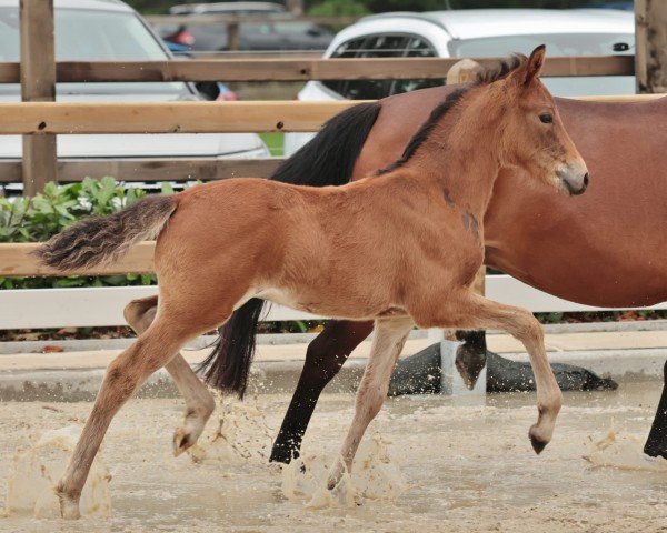 Pferd Glückskeks B (Deutsches Reitpony, 2024, von Glück Auf A)