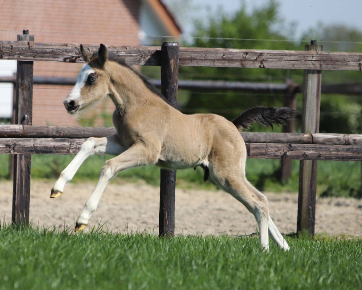 Pferd Schultze’s Navy Blue (Deutsches Reitpony, 2024, von Neverland WE)