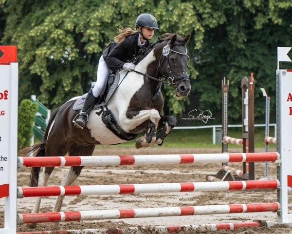Springpferd Pegasus 541 (Pony ohne Rassebezeichnung, 2008, von Unbekannt Pony)