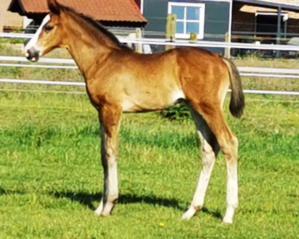 horse Stute von Emiliano / Lumos (Westphalian, 2024, from Emiliano)