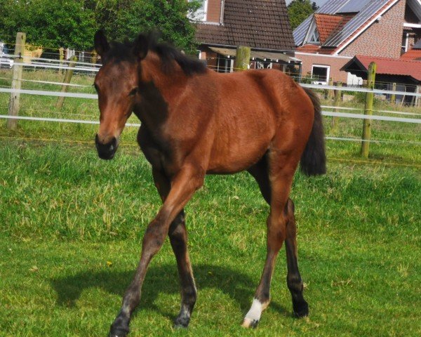 horse Stute von Be my Dancer / Prinz Pablo (Westphalian, 2024, from Be my Dancer)