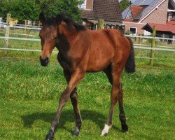 horse Stute von Be my Dancer / Prinz Pablo (Westphalian, 2024, from Be my Dancer)