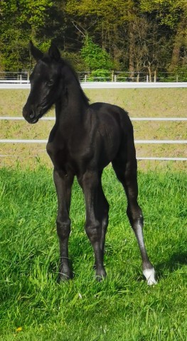 horse Stute von Taurus / Fidertanz (Westphalian, 2024, from Taurus)