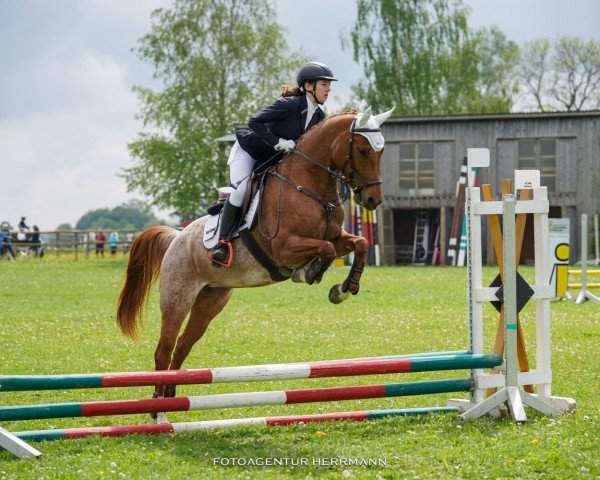 jumper Waberlohe 4 (German Sport Horse, 2011, from Catch Your Dreams)