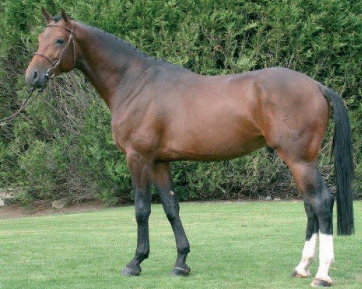 Deckhengst Cardoso S (Westfale, 2003, von Collin L)