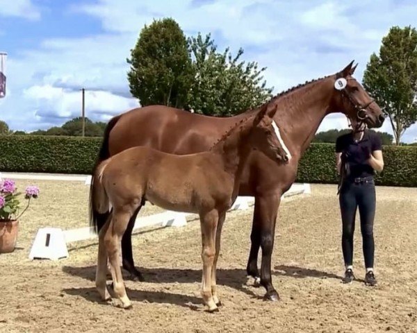 horse Hengst von Bon Courage (Oldenburg, 2024, from Bon Courage 4)