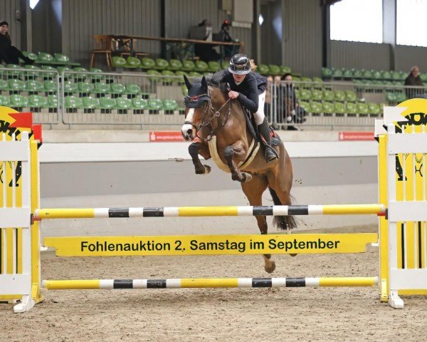 Pferd Monte Viedeo (Deutsches Reitpony, 2017, von Monty Mc Fly)