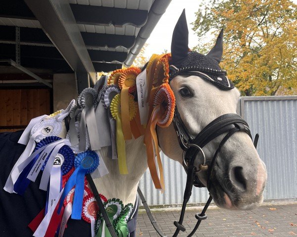 Dressurpferd Shakira 549 (Pony ohne Rassebezeichnung, 2016)
