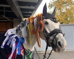 dressage horse Shakira 549 (Pony without race description, 2016)