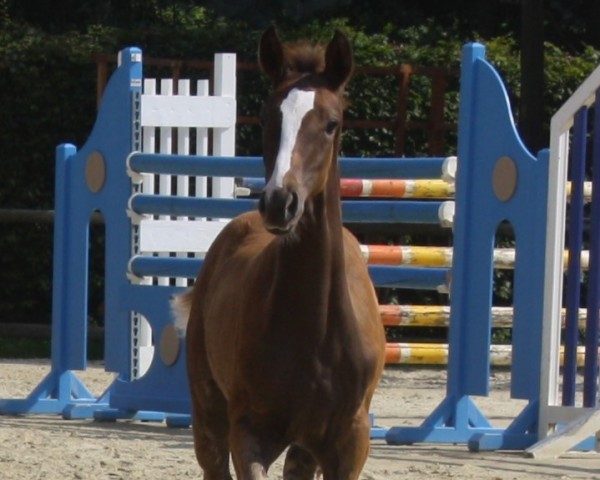 horse Stute von Sir Heinrich / Laureus (Westphalian, 2024, from Sir Heinrich OLD)
